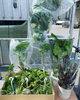 「観葉植物の仕入れ日です」