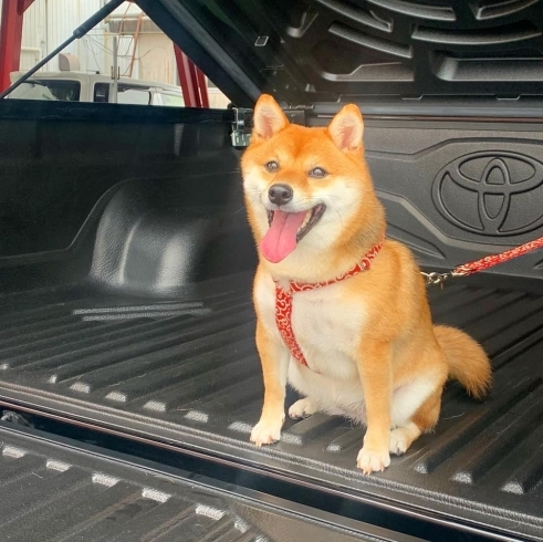 「「愛犬の日」スタッフのワンちゃんが遊びに来てくれました！」