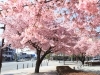 橋本正次、【醍醐の桜】、希少な額装用画集より、状態良好、新品額装付 Yahoo!オークション - 橋本正次 【醍醐の桜】 希少な額装用画集