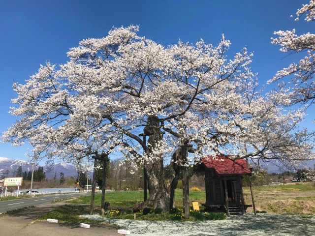 雫石町 長山街道の弘法桜 お花見特集 まいぷれ 盛岡 滝沢 二戸 八幡平 雫石