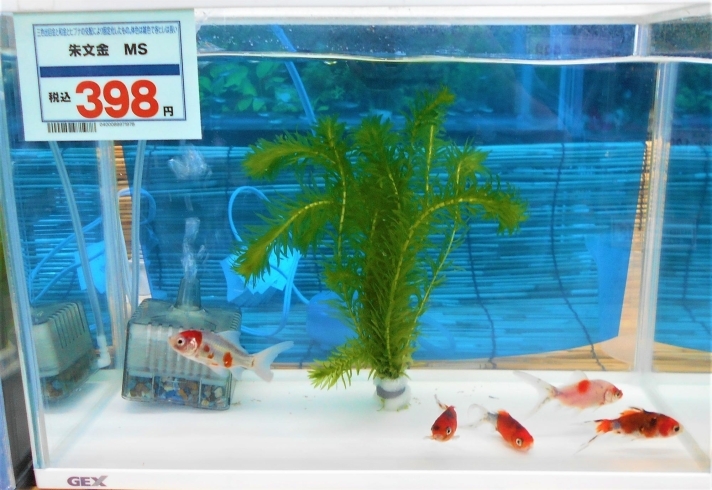 金魚 メダカ 水草が入荷致しました ホームセンタームサシ長井店のニュース まいぷれ 長井 西置賜 金魚 メダカ 水草が入荷致しました ホームセンタームサシ長井店のニュース まいぷれ 長井 西置賜