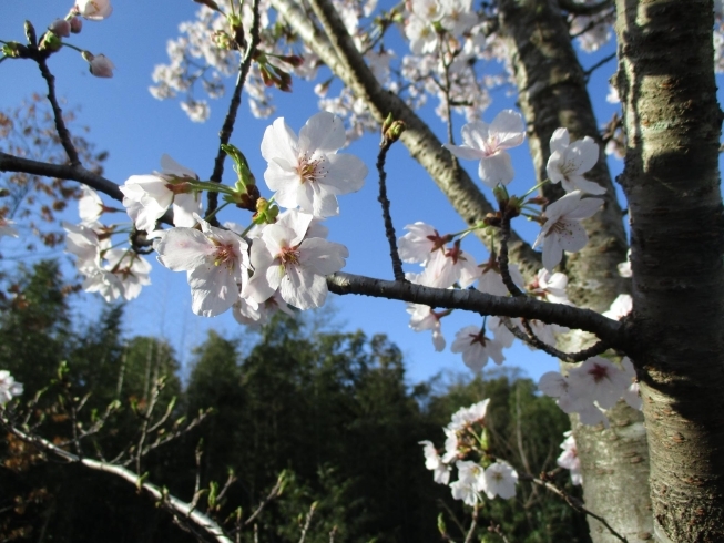 「ゆめ広川の桜、今年もきれいです！」