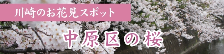 川崎でお花見するならここ！　中原区の桜情報