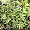 ソフォラ・リトルベイビー「葉の模様が可愛い観葉植物」