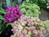 あかがねポイント30 大還元祭ショップ お得商品紹介1 お花屋さん編 新居浜あかがねポイント まいぷれ 新居浜市 あかがねポイント30 大還元祭ショップ お得商品紹介1 お花屋さん編 新居浜あかがねポイント まいぷれ 新居浜市