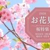 【2026年】多治見市・土岐市・瑞浪市・可児市の桜スポットまとめ｜お花見におすすめ