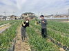 畑から食桌まで！こだわりの野菜たち「【春限定】八尾で新玉ねぎ収穫体験！土からスポッと抜く農業体験イベント」