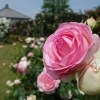 【2021年5月14日（金）撮影】鴻巣市内のポピー畑・バラまつり会場開花状況