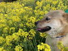 愛犬と…菜の花「この目に弱いの꒰ ♡´∀`♡ ꒱斐川町 仏壇」