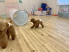 小走りチャコちゃん☺️「ましゅまろ幼稚園🐾パート２」