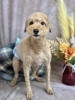 「11月12月お休みご案内★新潟市犬の保育園♪犬のトリミングHappyTail」
