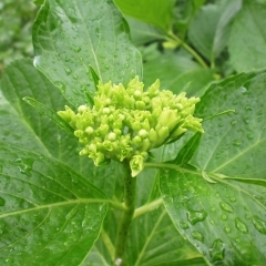 5月25日（木）あじさい便り　まだまだ、つ・ぼ・み