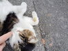 遊んでくれにゃー「(ΦωΦ) 師走ネコにご挨拶 (=^・^=)　★英会話と体操のコラボ教室（堀切、お花茶屋、綾瀬、亀有、小菅）」