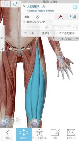 大腿四頭筋「【股関節痛】股関節痛を解消するには？？その4【腰痛・坐骨神経痛・整体・那須塩原・大田原】」