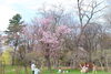 ❹桜と花見客「桜を見に、中島公園へ行ってきました！」