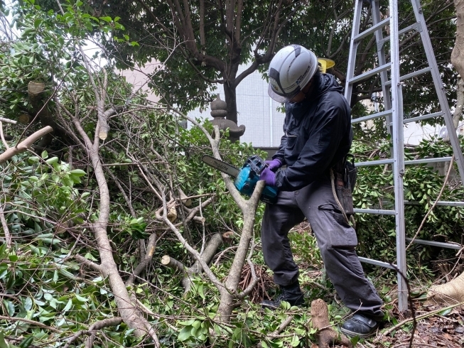 ✨まさに闘う職人でございます✨「♪お庭の育ちすぎた植栽の伐採工事です♪」