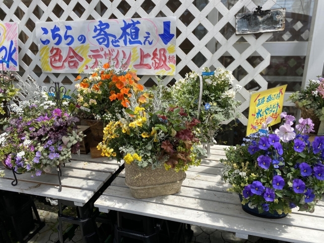 お洒落で可愛い寄せ植えばかり「寄せ植えで気分も元気に☆」