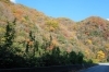 旧道沿いは紅葉が続いています「縞嶽と河本ダムへ行ってみた！」