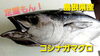 【定置もん！】島根県産コシナガマグロ「○本日のお刺身○【定置もん！】【島根県産天然タイ、コシナガマグロ】」
