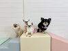 きな☆おもち☆とろろ☆いずるくん「ましゅまろ幼稚園🐾パート１」
