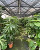 「観葉植物、展示即売会やってます！」