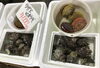 「魚魚市場鮮魚コーナーおすすめは「岩かき」です♪」