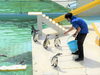【軽作業もあります。】小樽b型事業所らしくワーク「おたる水族館🐧に遊びに行きました　/小樽就労継続支援B型　らしくワーク」
