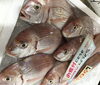 「魚魚市場鮮魚コーナーおすすめは「エビスダイとアマダイ」です♪」