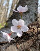 桜「〜親近感〜」
