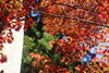 「「西濃で紅葉を楽しもう」　紅葉シーズン到来！　」