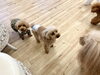 オヤツ待ち〜「ましゅまろ幼稚園🐾」