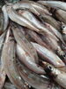 「📣本日のお魚情報🐟」