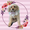「Dog salon mofu mofu　余市町」