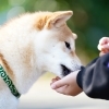 大人の習い事 vol.1 「手づくり犬ごはん講座」