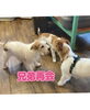 「みんなでわちゃわちゃ楽しかったね🐶」