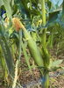 今年の初とうもろこしが獲れました🌽「自家製とうもろこしの冷製スープ🌽　農家イタリアン trattoria＆bar 黒猫🐈‍⬛」
