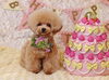１歳のお誕生日　（●＾o＾●）「Anniversary photo　(^O^)」