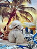 キキくん「サンセットビーチ🏖️」