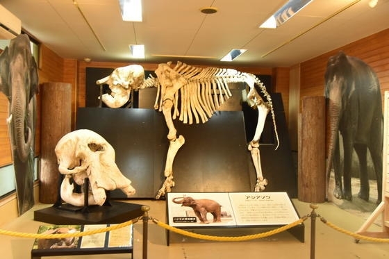 アジアゾウの全身骨格も常設展示中「企画・展示　第35回とべ動物園写生大会入賞作品展」
