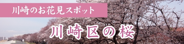 川崎でお花見するならここ！　川崎区の桜情報