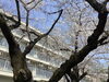 桜が綺麗「町会のお花見」