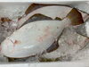「本日鮮魚入荷致しました。[岩牡蠣は７月から販売致します。]」