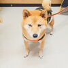 うめちゃん「今日のお友達」