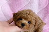 じゃすみんクン「ぱぱ＆まま募集のbabyちゃん　U*'ω'*U」