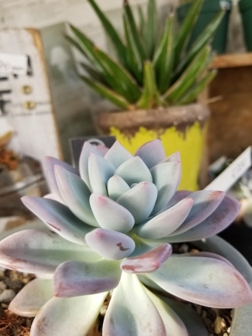 こんなに沢山の多肉植物入荷しました 三次花壇 十日市店のニュース まいぷれ 三次市 こんなに沢山の多肉植物入荷しました 三次花壇 十日市店のニュース まいぷれ 三次市