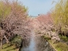 「【編集部ニュース】桜が開花してきましたね！ @伏見」