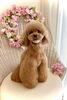 ショコラちゃん　スタイリスト／ＭＩＫＡ「春ですね　♪( ´θ｀)」