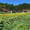 小田さんち（こちらは国道沿いに🌻の顔）「千屋方面のひまわり🌻を編集長が撮ってきてくれました」