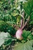 新鮮京野菜「人が集まる農園を目指して」