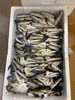 「鮮魚パックいろいろ販売中‼️〆鯖も販売致します🐳」